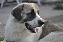 RIKY, Hund, Herdenschutzhund-Mix in Griechenland - Bild 11