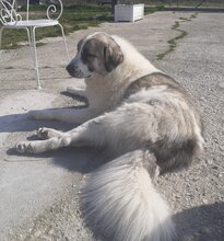 RIKY, Hund, Herdenschutzhund-Mix in Griechenland - Bild 2