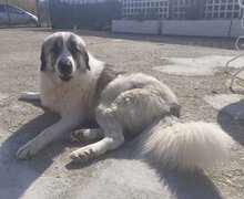 RIKY, Hund, Herdenschutzhund-Mix in Griechenland - Bild 3