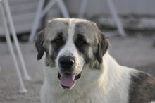 RIKY, Hund, Herdenschutzhund-Mix in Griechenland - Bild 5