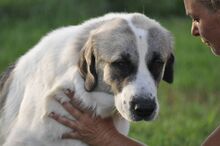 RIKY, Hund, Herdenschutzhund-Mix in Griechenland - Bild 6