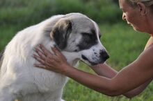 RIKY, Hund, Herdenschutzhund-Mix in Griechenland - Bild 8