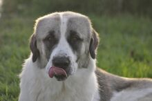 RIKY, Hund, Herdenschutzhund-Mix in Griechenland - Bild 9