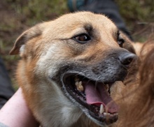 MAFLA, Hund, Mischlingshund in Süderbrarup - Bild 5