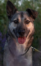 SHIVA, Hund, Mischlingshund in Bulgarien - Bild 1