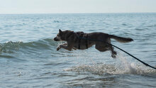 SHIVA, Hund, Mischlingshund in Bulgarien - Bild 2