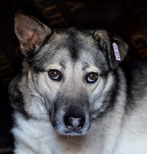 SHIVA, Hund, Mischlingshund in Bulgarien - Bild 5
