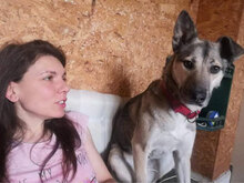 SHIVA, Hund, Mischlingshund in Bulgarien - Bild 6