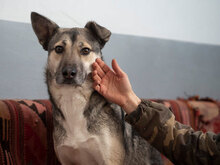 SHIVA, Hund, Mischlingshund in Bulgarien - Bild 7
