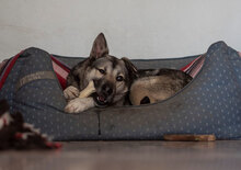 SHIVA, Hund, Mischlingshund in Bulgarien - Bild 8