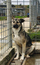 SHIVA, Hund, Mischlingshund in Bulgarien - Bild 9