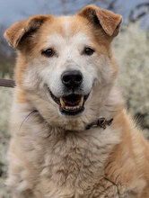 JUNO, Hund, Mischlingshund in Bulgarien - Bild 1