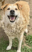 JUNO, Hund, Mischlingshund in Bulgarien - Bild 10