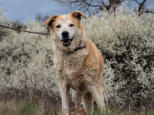 JUNE, Hund, Mischlingshund in Bulgarien - Bild 4
