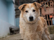 JUNO, Hund, Mischlingshund in Bulgarien - Bild 5