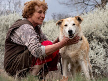 JUNO, Hund, Mischlingshund in Bulgarien - Bild 6