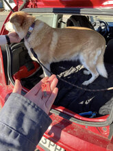 JUNO, Hund, Mischlingshund in Bulgarien - Bild 7
