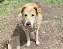 JUNO, Hund, Mischlingshund in Bulgarien - Bild 9