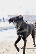 TINO, Hund, Mischlingshund in Bulgarien - Bild 1