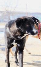 TINO, Hund, Mischlingshund in Bulgarien - Bild 2