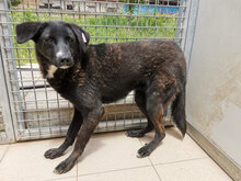TINO, Hund, Mischlingshund in Bulgarien - Bild 3