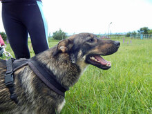 LUKE, Hund, Mischlingshund in Bulgarien - Bild 1