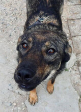 LUKE, Hund, Mischlingshund in Bulgarien - Bild 2