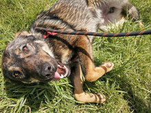 LUKE, Hund, Mischlingshund in Bulgarien - Bild 3