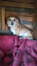 LARISA, Hund, Mischlingshund in Bulgarien - Bild 2