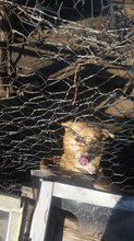 LARISA, Hund, Mischlingshund in Bulgarien - Bild 3
