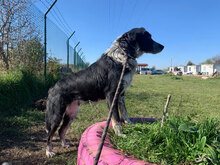 VENERA, Hund, Mischlingshund in Bulgarien - Bild 3