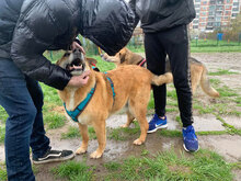SLAVCHO, Hund, Mischlingshund in Berlin - Bild 10