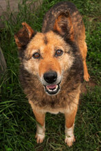 BRANDY, Hund, Mischlingshund in Bulgarien - Bild 1