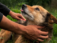 BRANDY, Hund, Mischlingshund in Bulgarien - Bild 2