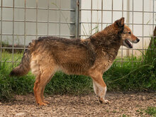 BRANDY, Hund, Mischlingshund in Bulgarien - Bild 3