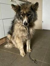 DAFNE, Hund, Mischlingshund in Slowakische Republik - Bild 3