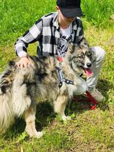DAFNE, Hund, Mischlingshund in Slowakische Republik - Bild 5