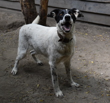MELODY, Hund, Mischlingshund in Ungarn - Bild 10