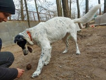 MELODY, Hund, Mischlingshund in Ungarn - Bild 11