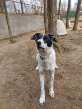 MELODY, Hund, Mischlingshund in Ungarn - Bild 2