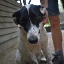 MELODY, Hund, Mischlingshund in Ungarn - Bild 4