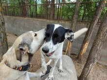 MELODY, Hund, Mischlingshund in Ungarn - Bild 5