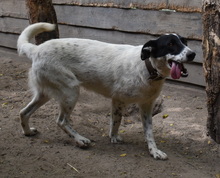 MELODY, Hund, Mischlingshund in Ungarn - Bild 7