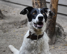 MELODY, Hund, Mischlingshund in Ungarn - Bild 8