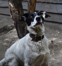 MELODY, Hund, Mischlingshund in Ungarn - Bild 9