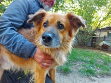 MARWIN, Hund, Mischlingshund in Ungarn - Bild 1