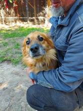 MARWIN, Hund, Mischlingshund in Ungarn - Bild 2