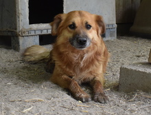 MARWIN, Hund, Mischlingshund in Ungarn - Bild 5