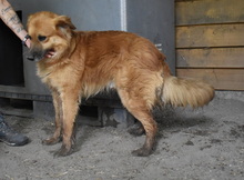 MARWIN, Hund, Mischlingshund in Ungarn - Bild 6