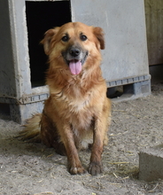 MARWIN, Hund, Mischlingshund in Ungarn - Bild 7